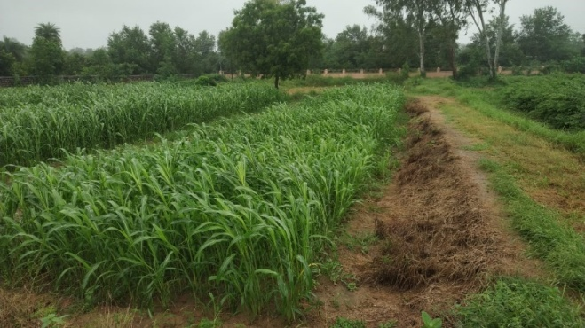 NUTRIGEL Performance