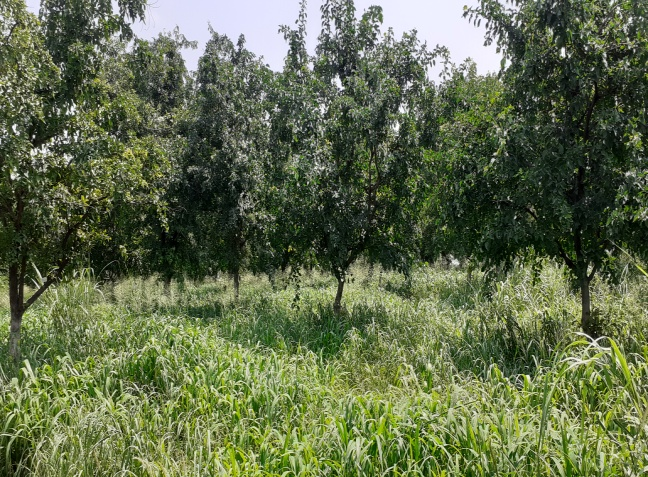 Bael based hortipasture