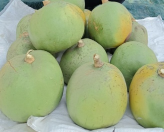 Aonla/Guava based hortipasture