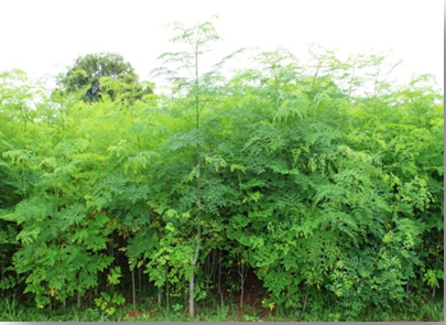 Annual Moringa Production