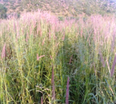 Model GRASS - Benefits