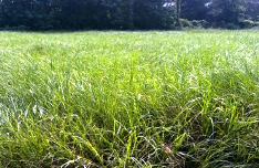 Model GRASS Image 1