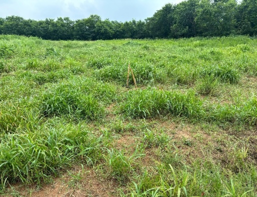 Drone-based seeding 2