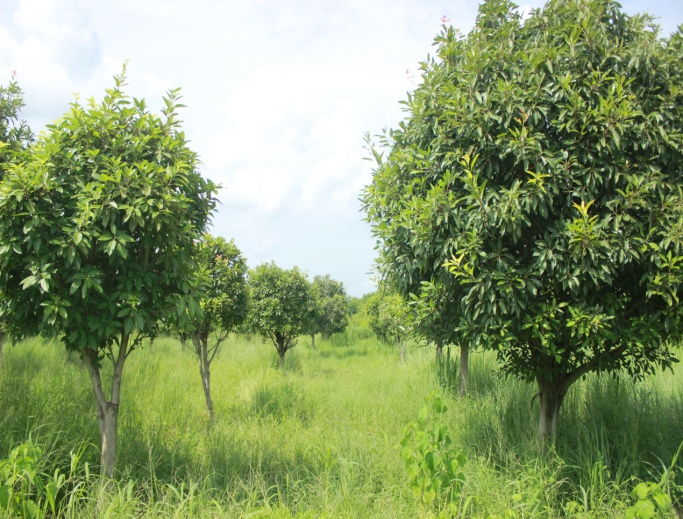 Ecological Restoration Efficiency Tool