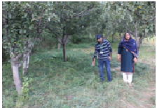 Dactylis grass in the fruit orchard