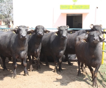 Plant Animal Relationship