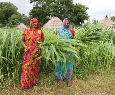 Social Science Division